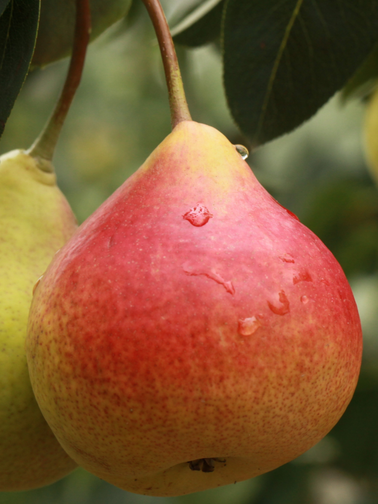 Frutas Com Baixo Índice Glicêmico Que Você Deveria Comer Se Está Sofrendo Com Diabetes em Salvador – BA